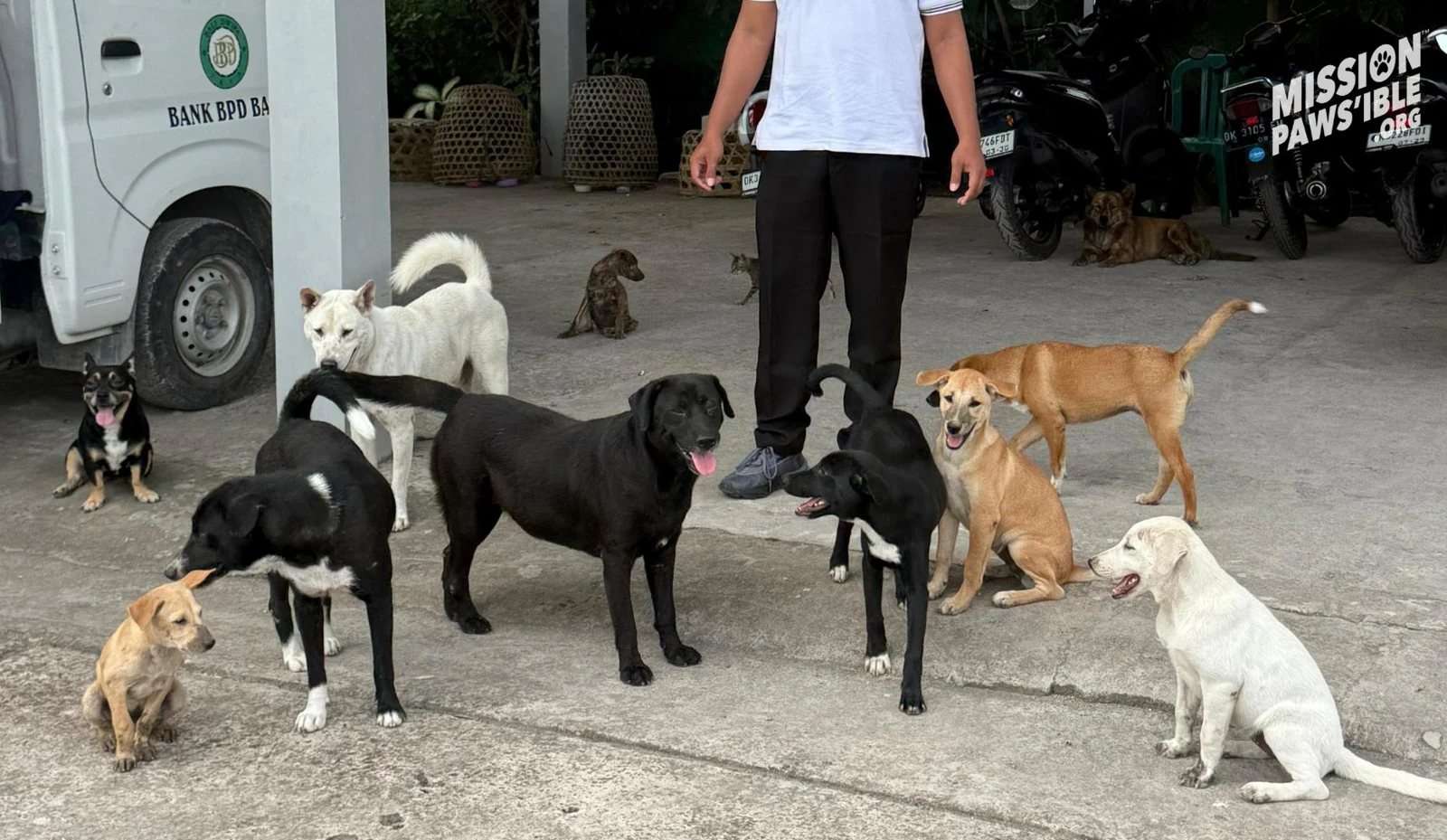 Dogs gathered around a person at Mission Paws’ible