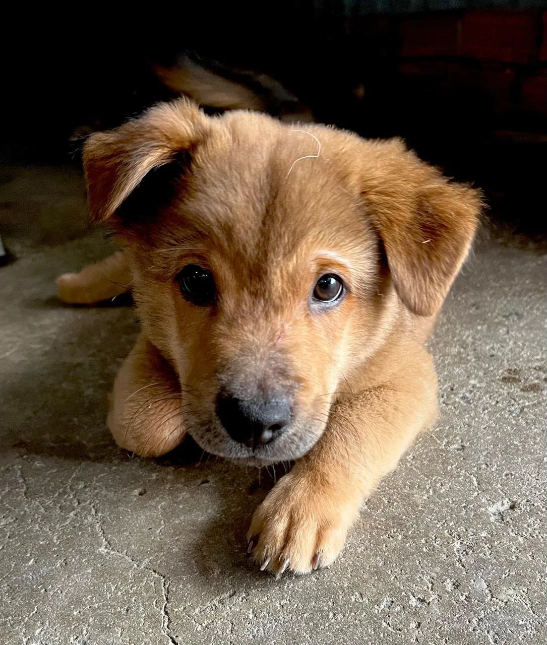 A tan rescue puppy pictured in Laws for Paws Vietnam's June Happy Tails update