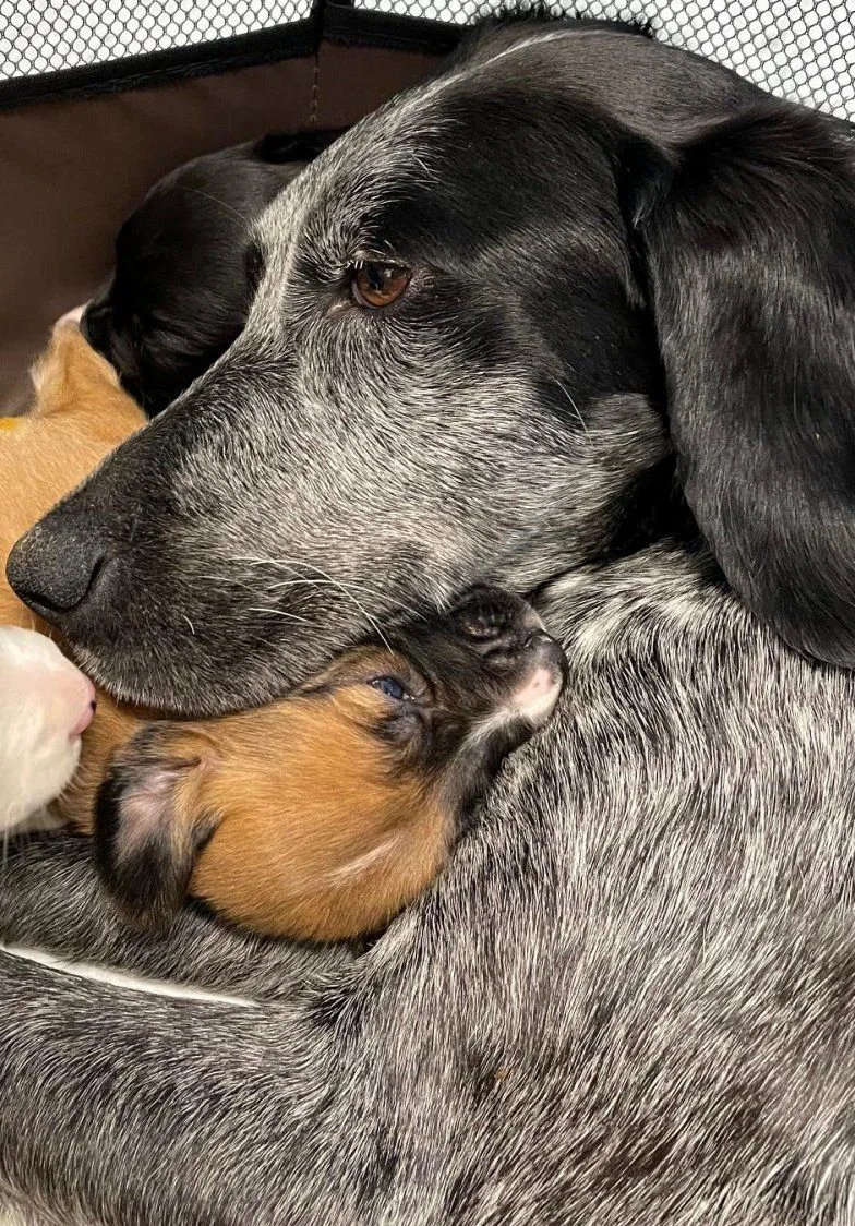 An adult dog curled around a sleeping puppy at Speranța Shelter