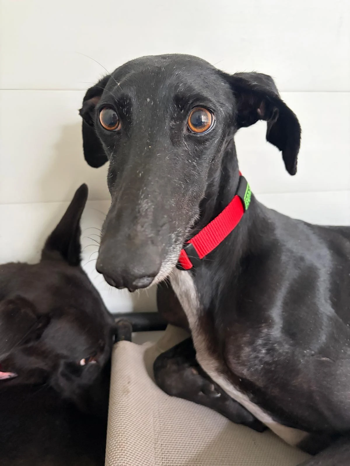 A black galgo wearing a red collar, looking towards the camera